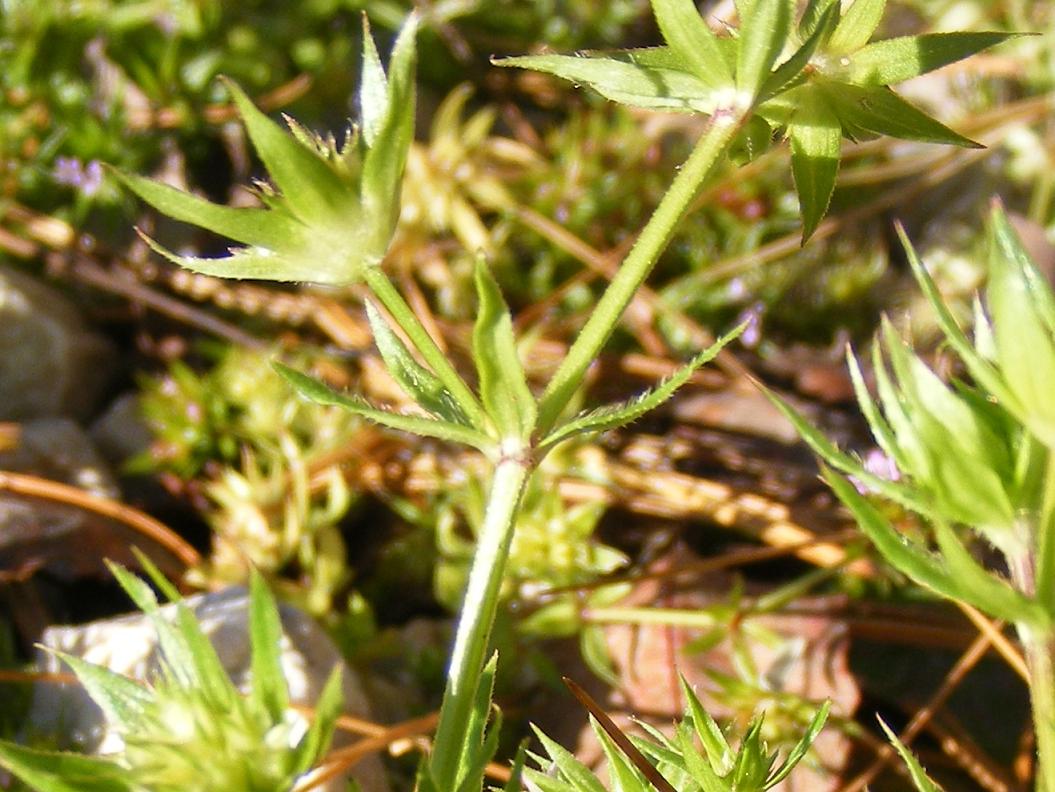 Sherardia arvensis / Toccamano